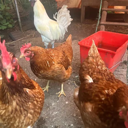 Zonneoord Prázdninový dům Ede