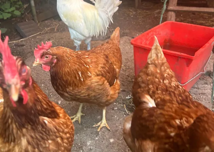 Zonneoord Holiday home Ede